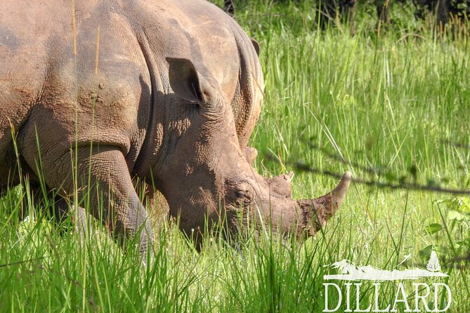 1 Day Budget Rhino Trekking at Ziwa Rhino Sanctuary - Walking with white rhinos at Ziwa
