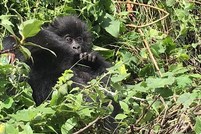1 Day Gorilla Trekking Mgahinga Gorilla NP & Lake Bunyonyi - The moment you find the gorilla family