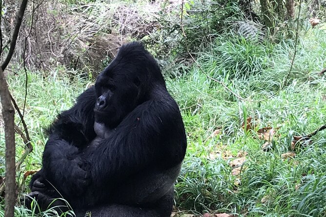 1 Day Gorilla Trekking Mgahinga Gorilla NP & Lake Bunyonyi - Returning to the ranger station and Lake Bunyonyi