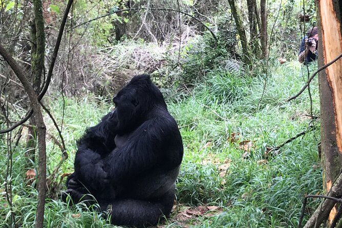 1 Day Gorilla Trekking Mgahinga Gorilla NP & Lake Bunyonyi - The important permit and park question