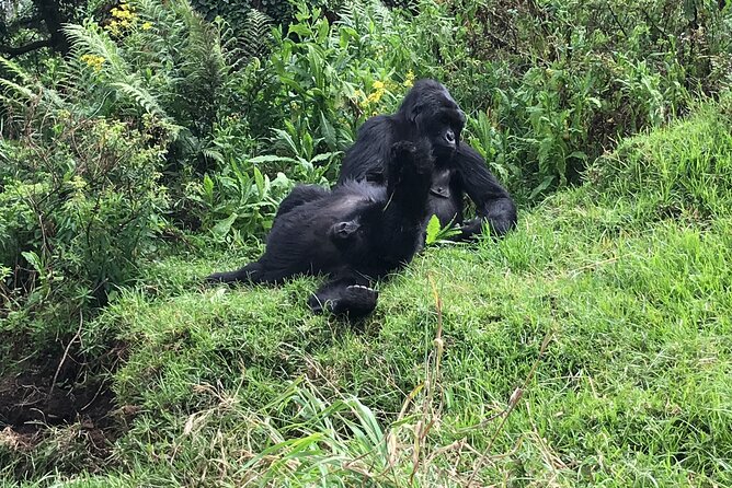 1 Day Gorilla Trekking Mgahinga Gorilla NP & Lake Bunyonyi - Who will enjoy this day most