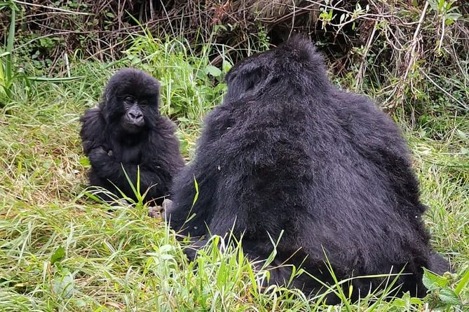1 Day Gorilla Trekking Mgahinga Gorilla NP & Lake Bunyonyi - The ranger briefing sets the rules