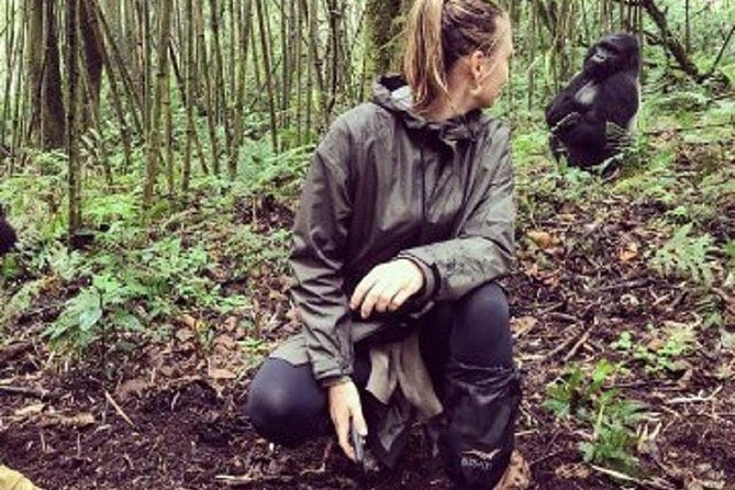 1 Day Gorilla Trekking Rwanda - Why a one-day Rwanda gorilla trek works