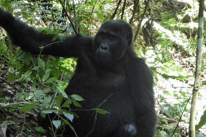 1 Day Gorilla Trekking Rwanda - Lunch and the long return