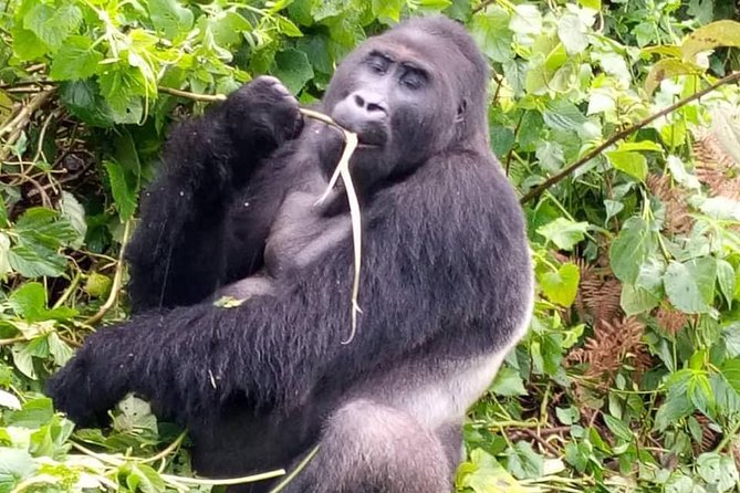 1 Day Gorilla Trekking Rwanda - What the $2,750 price covers