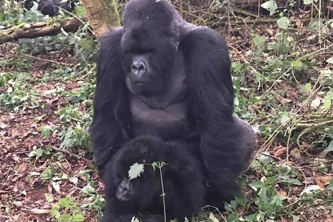 1 Day Gorilla Trekking Rwanda - The people behind the arrangement