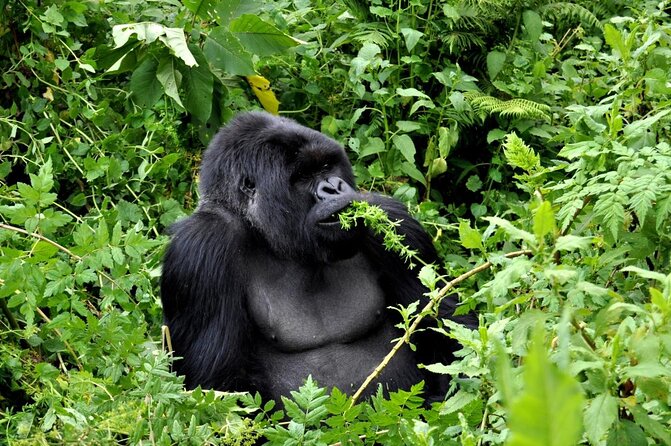 1 Day Gorilla Trekking Safari Tour - Key points to know before you book