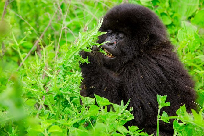 1 Day Gorilla Trekking Safari Tour - Before sunrise: leaving Kigali for the volcanoes