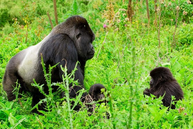 1 Day Gorilla Trekking Safari Tour - The forest walk can last one to eight hours