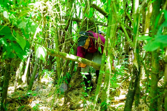 1 Day Gorilla Trekking Safari Tour - Comfort, effort, and what to bring