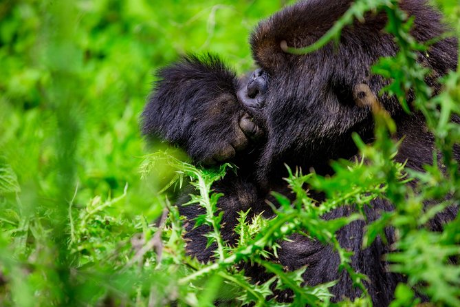 1 Day Gorilla Trekking Safari Tour - Coffee, photographs, and the approach to Kinigi