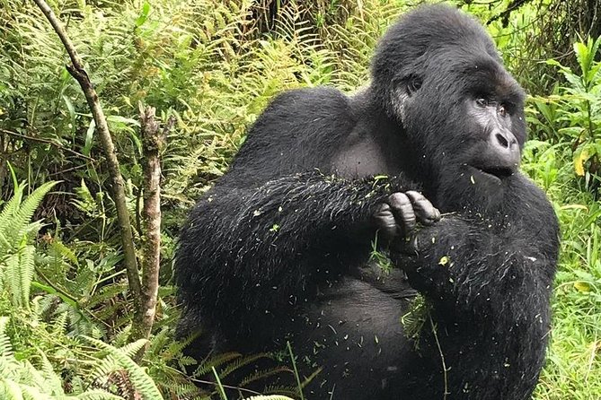 1 Day Gorilla Trekking Uganda - Why this one-day gorilla trip is unusual