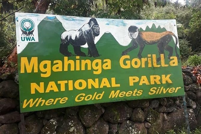 1 Day Gorilla Trekking Uganda - Choosing between Mgahinga and Bwindi