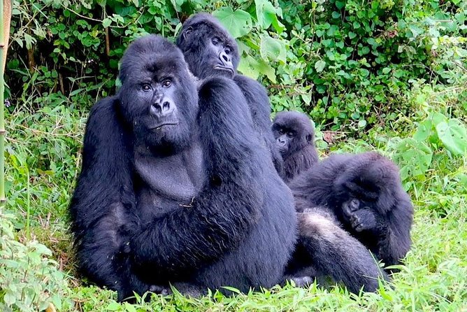 1 Day Gorilla trekking volcanoes national park - Why the gorilla encounter is worth planning around