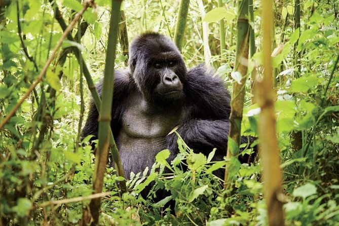 1 Day Gorilla trekking volcanoes national park - What is included in the $2,699 price