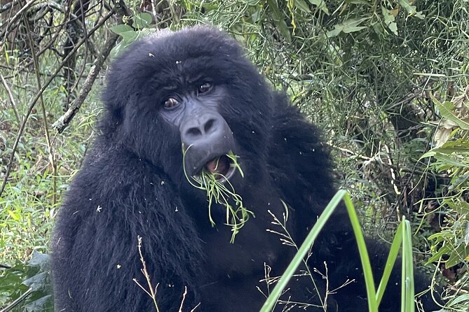 1 Day Guided Gorilla Trekking Safari Experience in Rwanda - Who should book this day trip