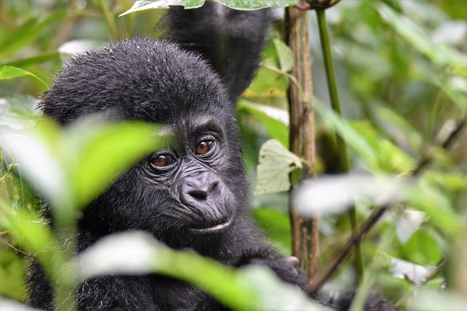 1 day Mountain Gorilla Trekking Safari Uganda - A 6:00 am pickup from Kisoro