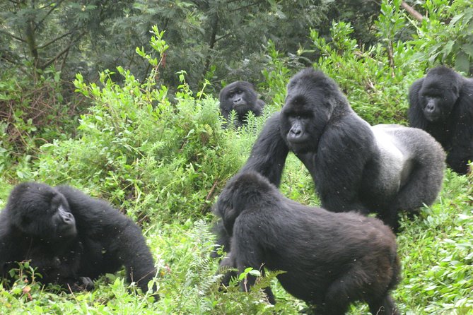 1 day Mountain Gorilla Trekking Safari Uganda - Looking for mountain gorillas and a silverback