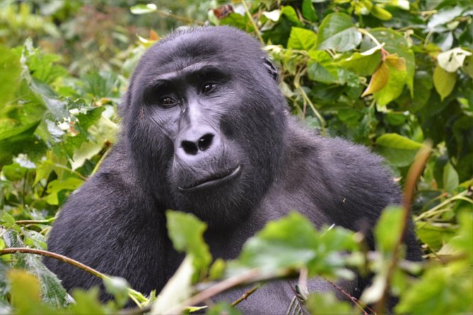 1 day Mountain Gorilla Trekking Safari Uganda - The chimpanzee connection