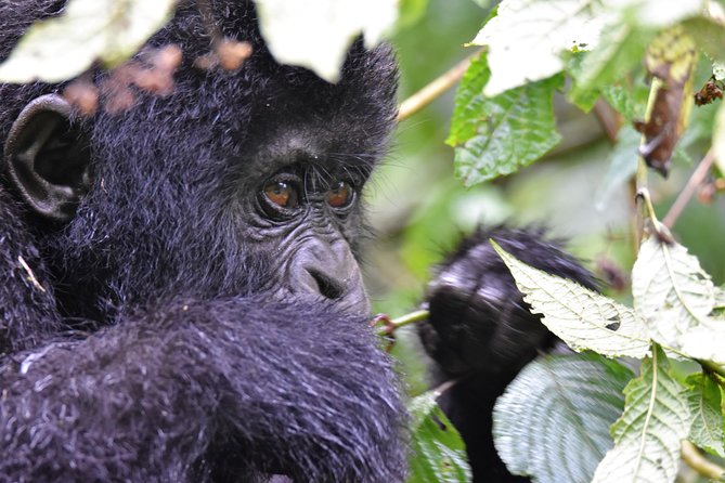 1 day Mountain Gorilla Trekking Safari Uganda - What the private format really adds
