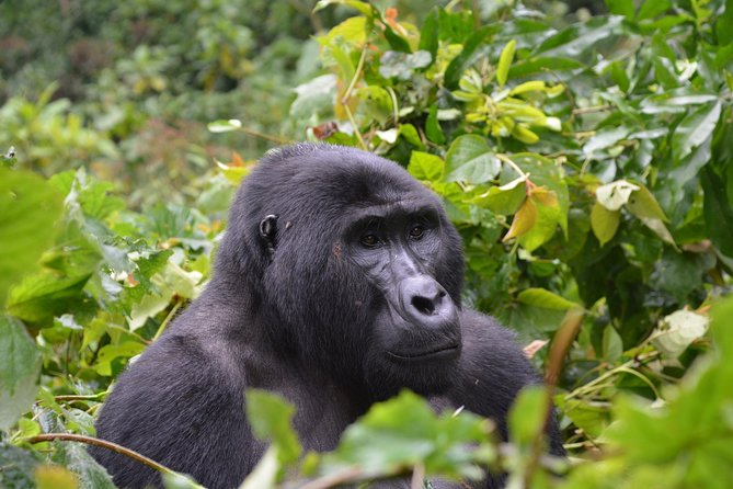 1 day Mountain Gorilla Trekking Safari Uganda - The main drawbacks to consider