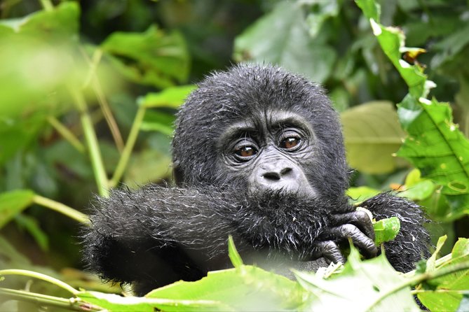 1 day Mountain Gorilla Trekking Safari Uganda - Who should book this trek?
