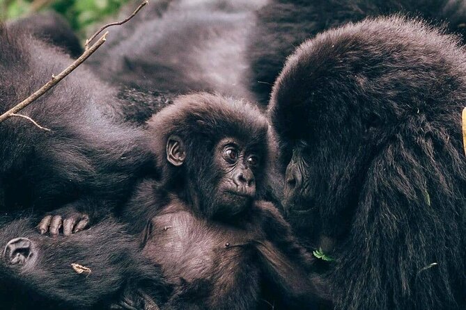 1 Day Rwanda Gorilla Trekking - Why this one-day gorilla trip works