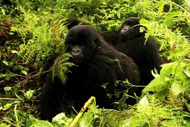 1 Day Rwanda Gorilla Trekking - Ibyiwacu Cultural Village in 30 minutes