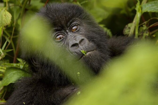 1 Day Rwanda Gorilla Trekking - Gasumo Waterfall on the return