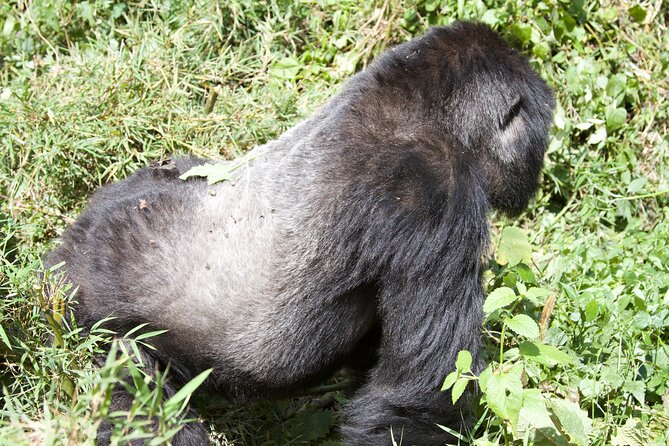 1 Day Rwanda Gorilla Trekking Tour - Leaving Kigali before sunrise