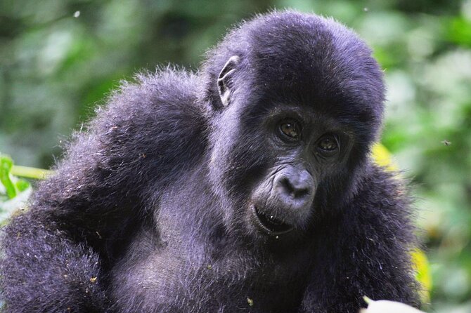 1 Day Rwanda Gorilla Trekking Tour - The forest hike and its physical demands