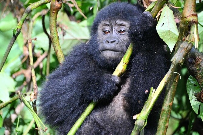 1 Day Rwanda Gorilla Trekking Tour - Watching gorillas play and interact