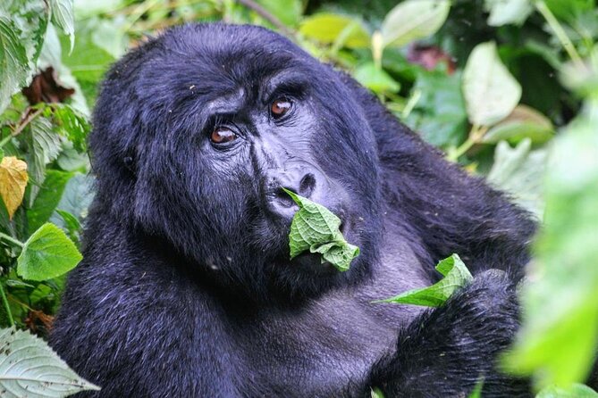 1 Day Rwanda Gorilla Trekking Tour - What the $2,687 price really covers