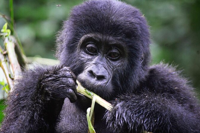 1 Day Rwanda Gorilla Trekking Tour - Who will enjoy this one-day format