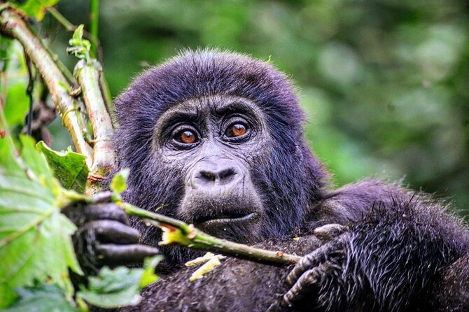 1 Day Rwanda Gorilla Trekking Tour - Practical planning for the morning