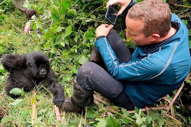 1 Day Rwanda Gorilla Trekking Tour In The Volcanoes National Park - Why this Kigali day trip works