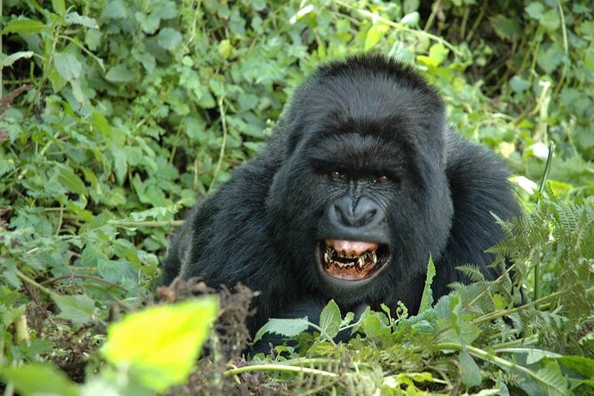 1 Day Rwanda Gorilla Trekking Tour In The Volcanoes National Park - One hour with the gorilla family