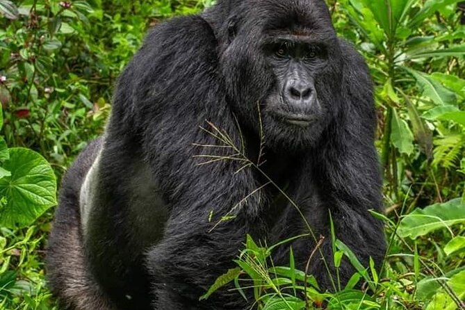 1 Day Rwanda Gorilla Trekking Tour In The Volcanoes National Park - Who should choose this tour