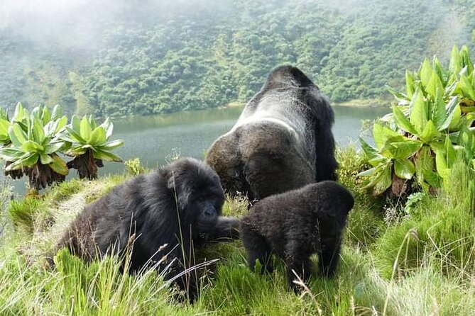1 Day Rwanda Gorilla Trekking Tour In The Volcanoes National Park - Kinigi briefing and the start of the trek