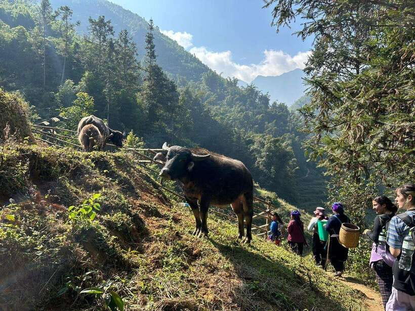 1 Day Sapa Trek&Home-cooked Lunch HmongSisterHouse&Trekking - Should You Book the Sa Pa Hmong Village Trek?