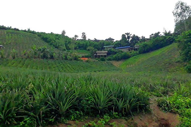 1 Day Trekking Group Tour With Bamboo Cooking / Chiang Rai - The opening climb rewards a steady pace