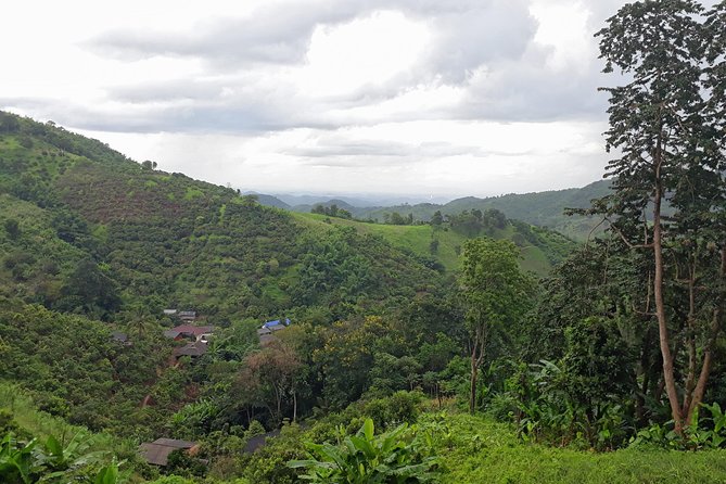 1 Day Trekking Group Tour With Bamboo Cooking / Chiang Rai - Jungle paths with plants, wildlife, and practical lessons