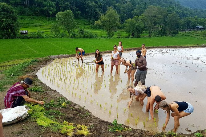 1 Day Trekking in Chiang Mai - Rice fields, local food, and the wider countryside