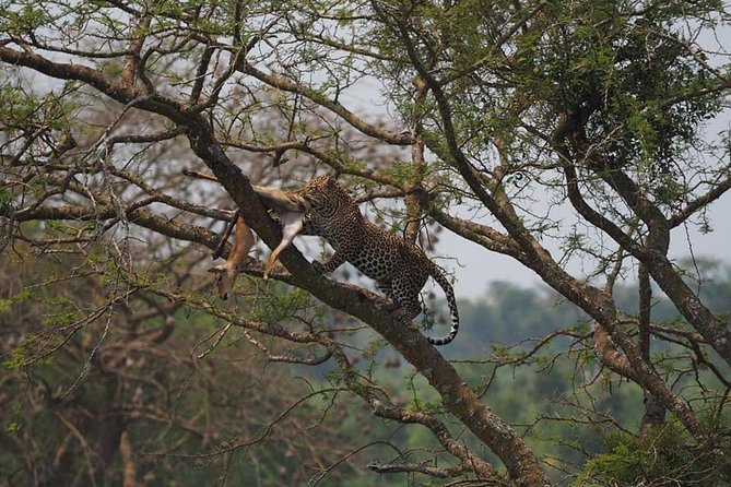 10 Days Affordable Gorilla Trekking Holiday - Day 4: Rwenzori views and Queen Elizabeth