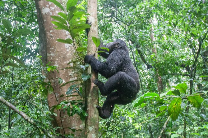10 Days Affordable Gorilla Trekking Holiday - Day 5: Lions, elephants, hippos, and the Kazinga Channel