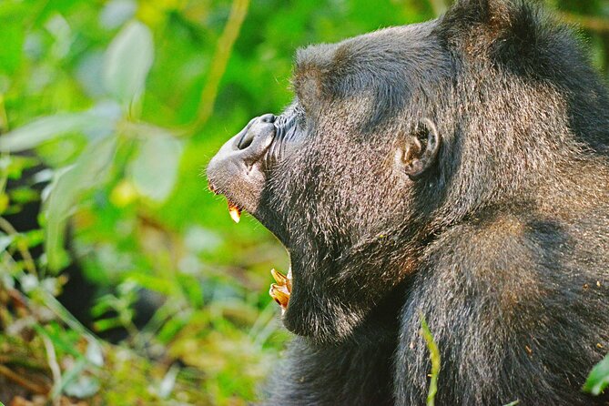 10 Days Affordable Gorilla Trekking Holiday - Day 6: Ishasha’s tree-climbing lions