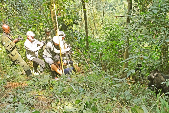 10 Days Affordable Gorilla Trekking Holiday - Day 7: The gorilla trek in Bwindi