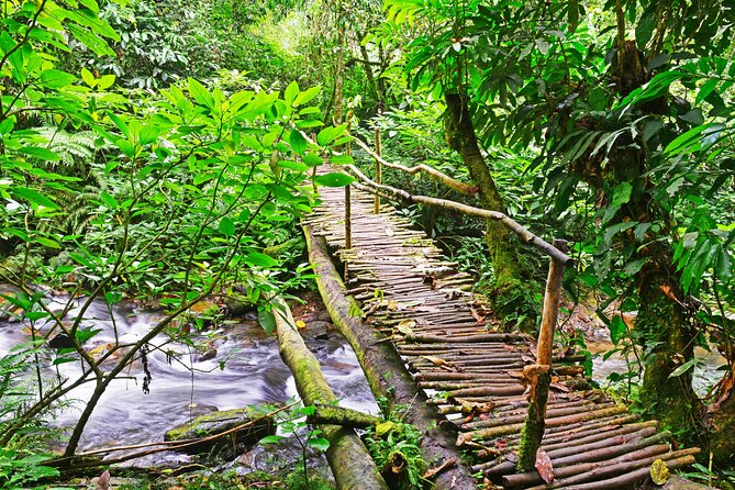 10 Days Affordable Gorilla Trekking Holiday - Day 8: Golden monkeys in Mgahinga