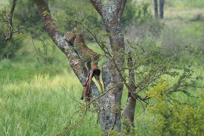 10 Days Affordable Gorilla Trekking Holiday - Day 3: Chimpanzees and the Bigodi community