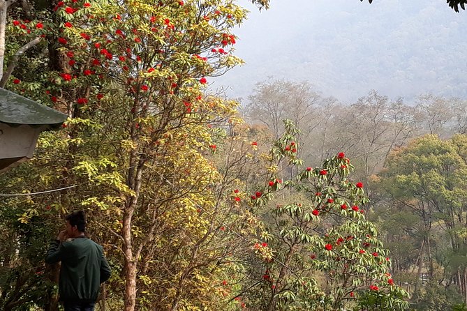 10 days Annapurna Base Camp Trek - Day 7: Down through rhododendron forest to Jhinu Danda